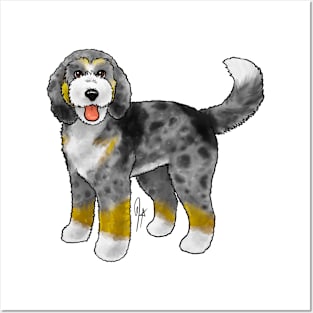 Dog - Bernadoodle - Blue Merle Posters and Art